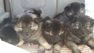 Keeshond Litter for sale in LUDLOW, IA, USA