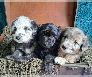 Aussiedoodle Miniature  Litter for sale in ASHLAND, OH, USA