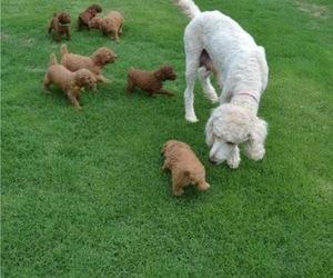 Poodle (Standard) Litter for sale in PEORIA, AZ, USA