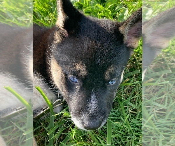 Medium Photo #1 German Shepherd Dog-Siberian Husky Mix Puppy For Sale in FAIRMONT, WV, USA