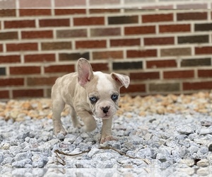 French Bulldog Litter for sale in WEST ORANGE, NJ, USA