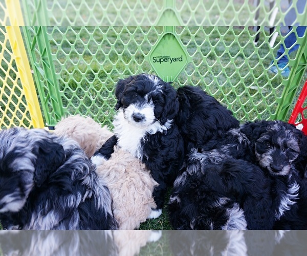 Full screen Photo #1 Aussiedoodle Puppy For Sale in NORTH EAST, MD, USA