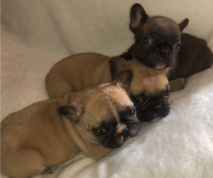 French Bulldog Litter for sale in BARSTOW, CA, USA
