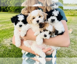 Mal-Shi-ShihPoo Mix Litter for sale in PINE BUSH, NY, USA