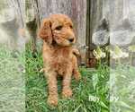Small Photo #1 Goldendoodle-Poodle (Standard) Mix Puppy For Sale in EPHRATA, PA, USA