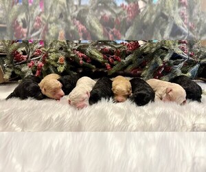 Goldendoodle Litter for sale in CARTHAGE, TX, USA