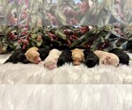 Small Photo #1 Goldendoodle Puppy For Sale in CARTHAGE, TX, USA