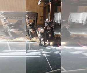 French Bulldog Litter for sale in SYRACUSE, NY, USA