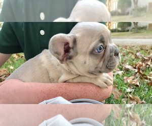 French Bulldog Litter for sale in ADDISON, TX, USA