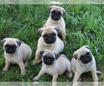 Small Photo #1 Pug Puppy For Sale in ORRVILLE, OH, USA