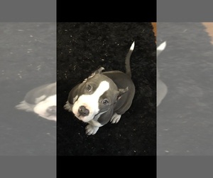 American Pit Bull Terrier Litter for sale in BONNEY LAKE, WA, USA