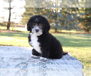 Miniature Bernedoodle Litter for sale in BOSWELL, IN, USA