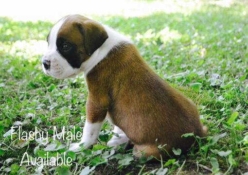 Medium Photo #1 Boxer Puppy For Sale in WATERTOWN, NY, USA