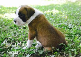Boxer Litter for sale in WATERTOWN, NY, USA