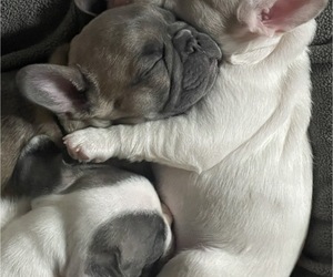 French Bulldog Litter for sale in OAKDALE, CA, USA