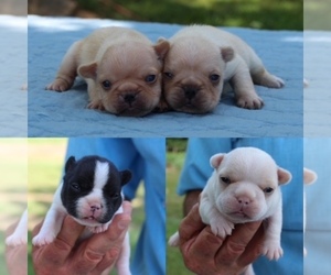 French Bulldog Litter for sale in GREENVILLE, TX, USA