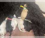 Small Photo #1 Goldendoodle-Pyredoodle Mix Puppy For Sale in FORT WORTH, TX, USA