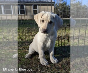 Labrador Retriever Litter for sale in WAGENER, SC, USA
