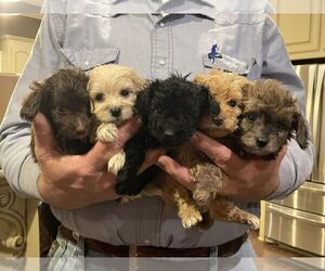 Aussiedoodle Miniature -Poodle (Toy) Mix Litter for sale in MENDENHALL, MS, USA