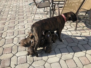 Boxer Litter for sale in ABERDEEN, NJ, USA