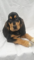 Bloodhound Litter for sale in TROY, TN, USA
