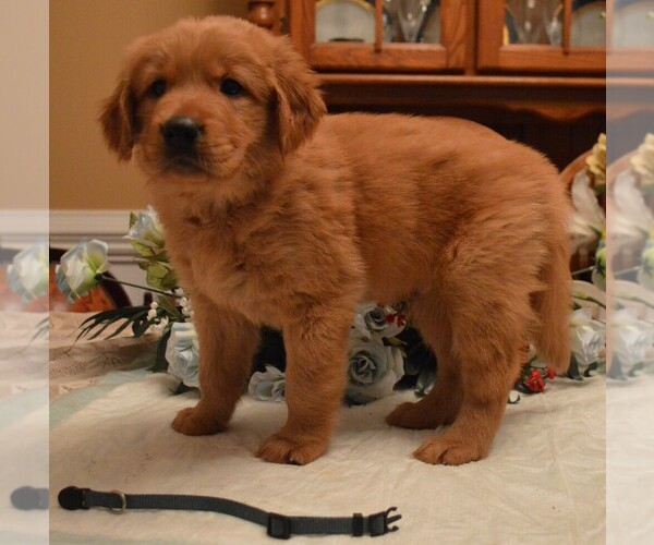 Medium Photo #1 Golden Retriever Puppy For Sale in LILLINGTON, NC, USA