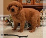 Small Photo #1 Golden Retriever Puppy For Sale in LILLINGTON, NC, USA