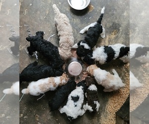 Poodle (Standard) Litter for sale in WASHINGTON, NC, USA