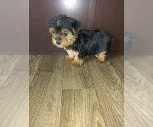 Yorkshire Terrier Litter for sale in LAPEER, MI, USA