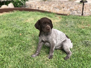 German Shorthaired Pointer Litter for sale in SAN ANTONIO, TX, USA
