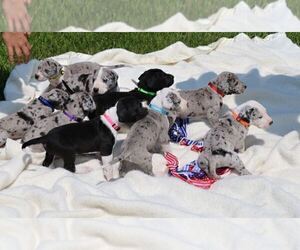 Great Dane Litter for sale in CECILIA, KY, USA