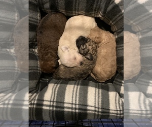 Poodle (Toy)-Schnauzer (Miniature) Mix Litter for sale in SAN JOSE, CA, USA