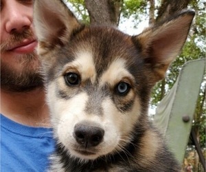 Pomsky Litter for sale in TALLAHASSEE, FL, USA
