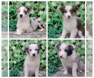 Border Collie Litter for sale in BLAKESBURG, IA, USA