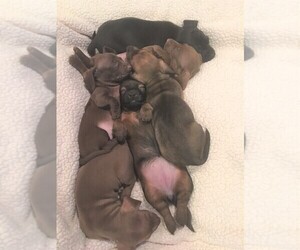 Dachshund Litter for sale in SIOUX CITY, IA, USA