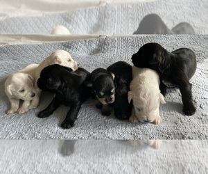Schnauzer (Miniature) Litter for sale in CO SPGS, CO, USA