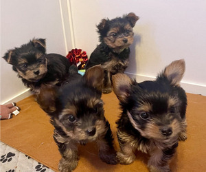 Yorkshire Terrier Litter for sale in DULUTH, GA, USA