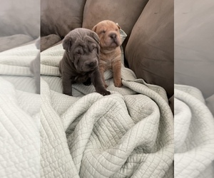 Chinese Shar-Pei Litter for sale in CLINTON, WI, USA