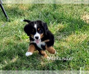 Bernese Mountain Dog Litter for sale in GREENSBURG, IN, USA