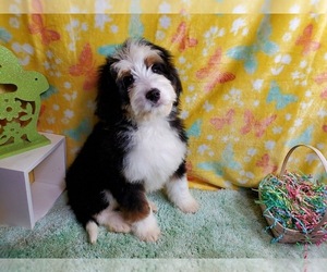 Bernedoodle Litter for sale in COLORADO SPRINGS, CO, USA
