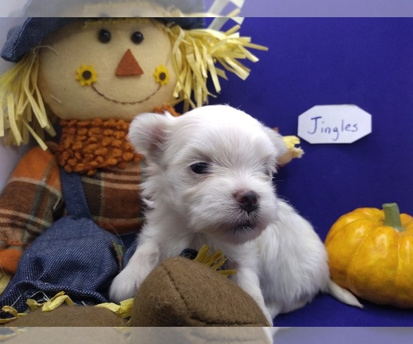 Medium Photo #1 Maltese Puppy For Sale in NASHVILLE, NC, USA