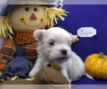 Small Photo #1 Maltese Puppy For Sale in NASHVILLE, NC, USA