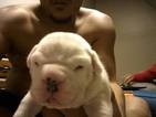 Small Photo #1 Bullypit Puppy For Sale in WEST LAWN, PA, USA