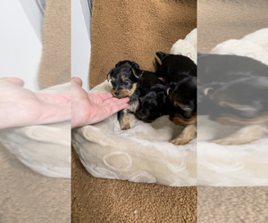 Yorkshire Terrier Litter for sale in FENTON, MI, USA
