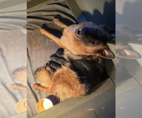 Medium Photo #1 German Shepherd Dog Puppy For Sale in MARIETTA, SC, USA