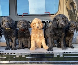 Labradoodle Litter for sale in CLOUDLAND, GA, USA