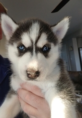 Siberian Husky Litter for sale in TROY, IL, USA
