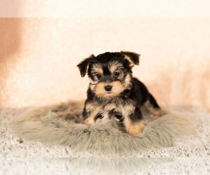 Morkie Litter for sale in NAPPANEE, IN, USA