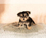 Small Photo #1 Morkie Puppy For Sale in NAPPANEE, IN, USA