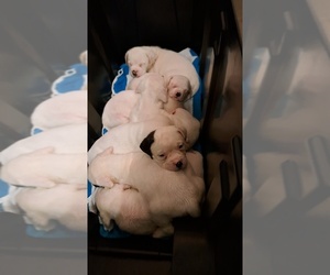 American Bulldog Litter for sale in INDEPENDENCE, MO, USA